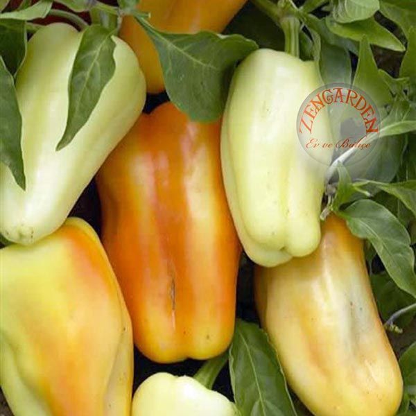 Diamond dolmalık biber tohumu diamond bell pepper