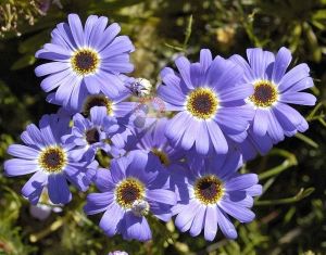 Mavi brachycome tohumu iberidifolia blue splendour swanriver daisy