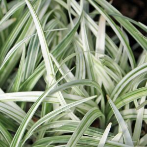 Liriope muscari silver ribbon fidesi gümüş çim zambağı