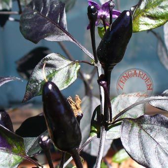 Siyah acı biber tohumu royal black chili pepper