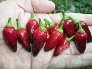 Siyah acı biber tohumu royal black chili pepper