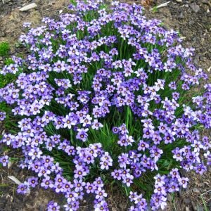 Sisyrinchium moody blues mavi gözlü iris çimi