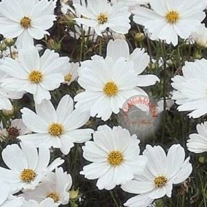 Beyaz cosmos tohumu kozmos çiçeği bipinnatus purity
