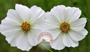 Beyaz cosmos tohumu kozmos çiçeği bipinnatus purity