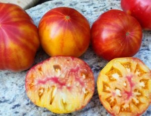 Mr. stripey bostan domates tohumu heirloom tomato
