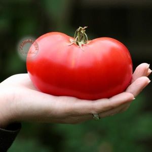 Selanik domatesi tohumu doğal thessaloniki tomato