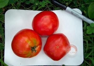 Selanik domatesi tohumu doğal thessaloniki tomato