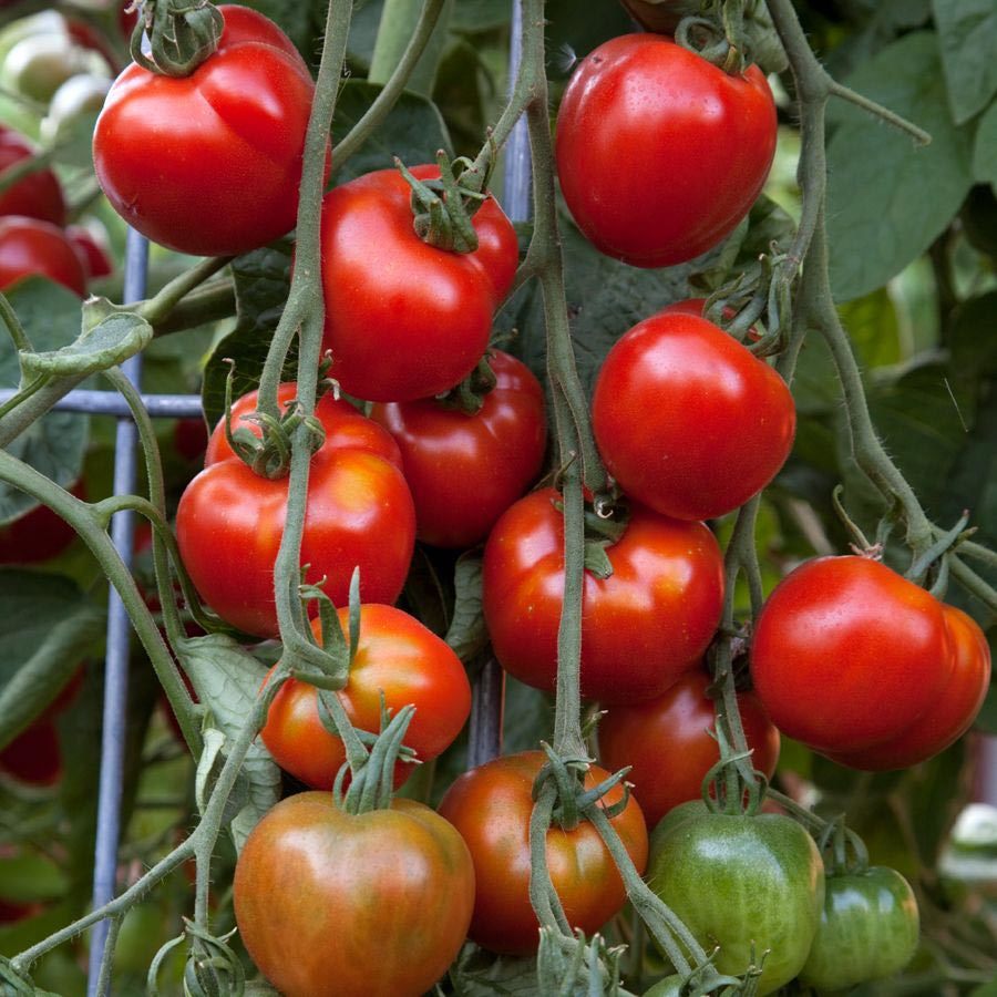 Erkenci domates tohumu geleneksel çekoslovak domatesi early czech stupice tomato