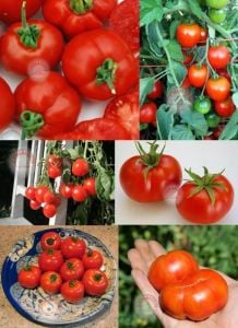 Erkenci domates tohumu geleneksel çekoslovak domatesi early czech stupice tomato