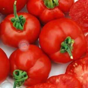 Erkenci domates tohumu geleneksel çekoslovak domatesi early czech stupice tomato