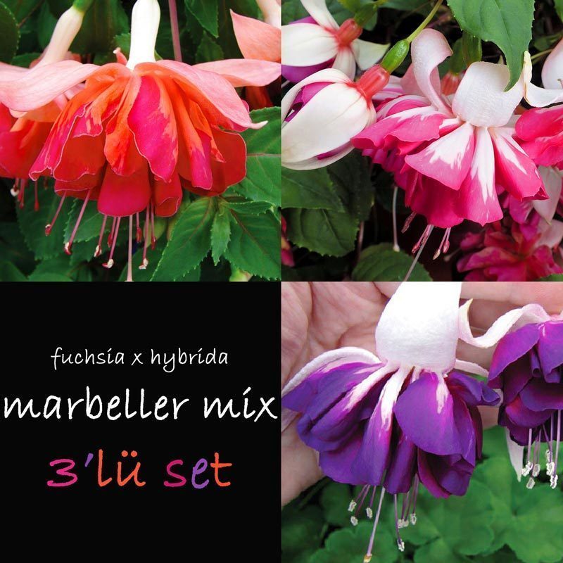 3 adet marbeller küpeli çiçeği fidesi seti XXL büyük katlı çiçekli