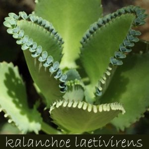 Kalanchoe laetivirens sukulent bitki geniş yapraklı