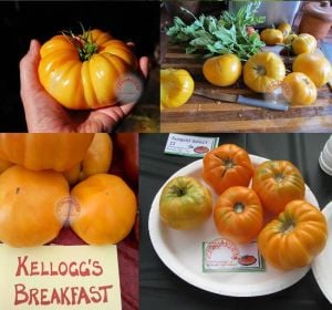 Kellogg turuncu domates tohumu geleneksel kellogg's breakfast tomato