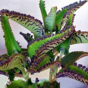 Kalanchoe daigremontiana sukulent bitki meksika şapkası