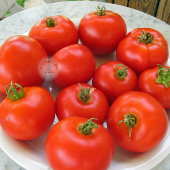 Erkenci yayla domatesi tohumu geleneksel siberian tomato