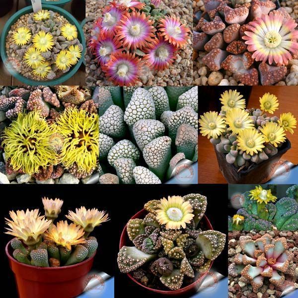 Titanopsis yetişmiş bitki çiçeklenme yaşında