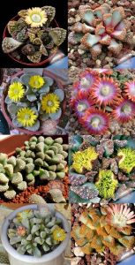 Titanopsis yetişmiş bitki çiçeklenme yaşında