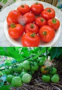 Erkenci yayla domatesi tohumu geleneksel siberian tomato