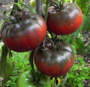 Tula domates tohumu dünyanın en lezzetli siyah domatesi geleneksel black from tula heirloom