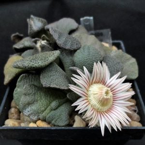 Aloinopsis rosulata çiçekli sukulent bitki