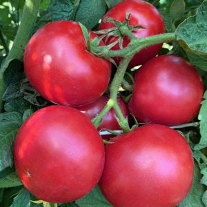 Karaorman domates tohumu geleneksel eva purple ball tomato