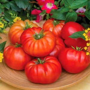 Marsilya çiftlik domates tohumu geleneksel heirloom marseille heirloom beef tomato seeds