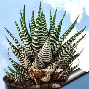 Haworthia attenuata zebra yetişmiş saksıda