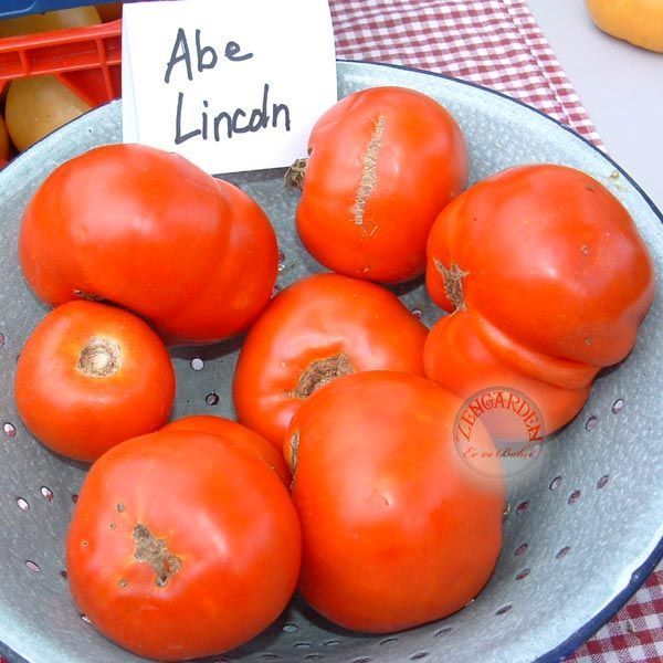 Dev domates tohumu geleneksel abe lincoln tomato