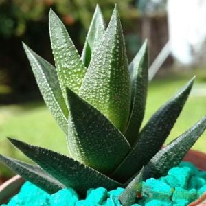 Haworthia glauca yetişmiş saksıda