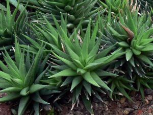 Haworthia glauca yetişmiş saksıda