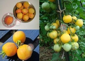Kokulu şeftali domates tohumu geleneksel garden peach tomato
