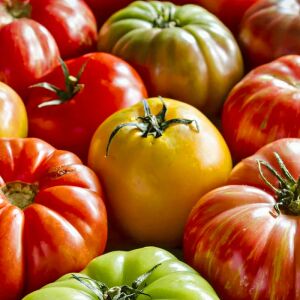 Atalık iri domatesler Zen karışımı domates tohumu