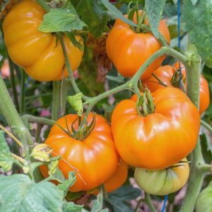Sarı domates tohumu söğüşlük dev domates geleneksel giant belgium yellow tomato