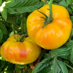 Sarı domates tohumu söğüşlük dev domates geleneksel giant belgium yellow tomato