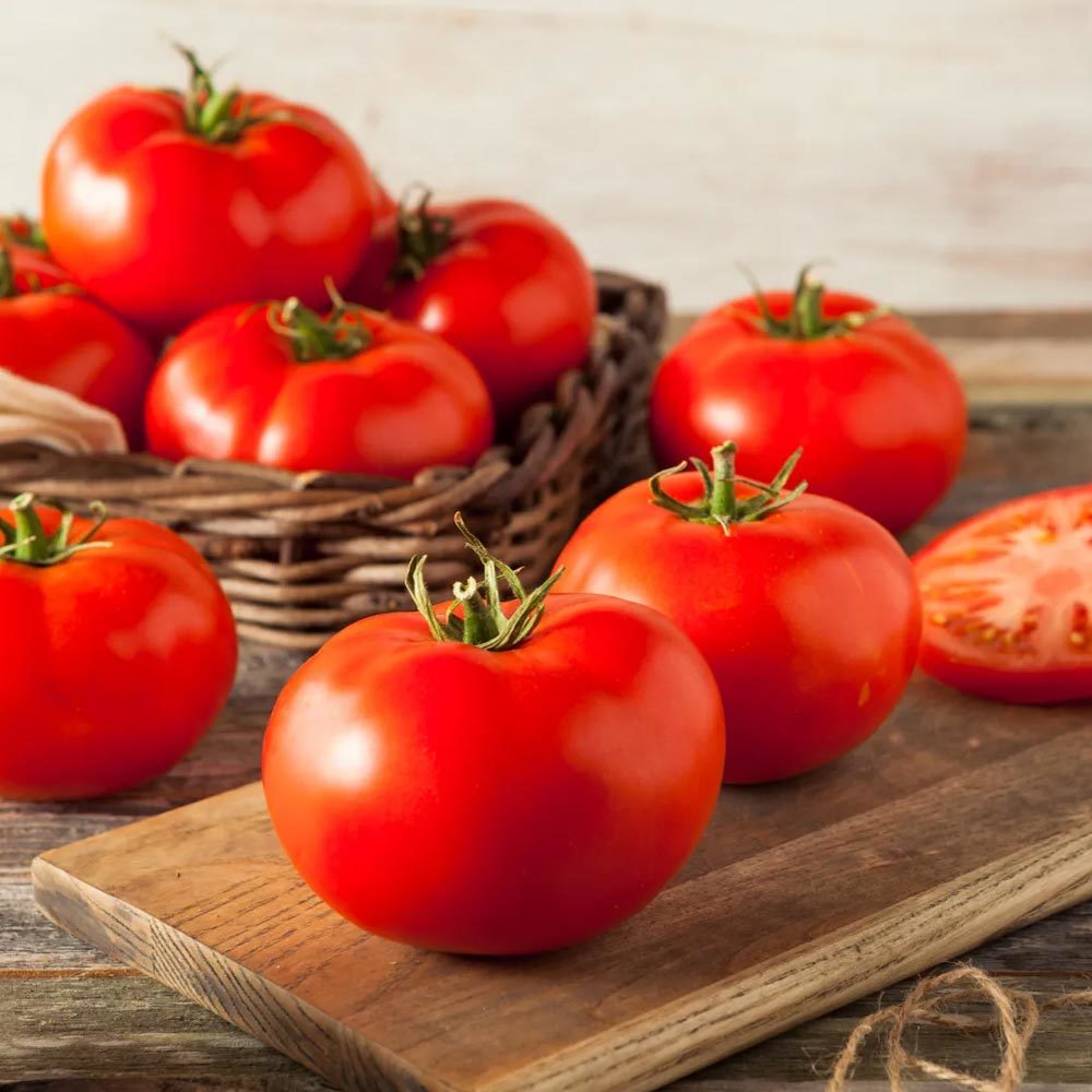 Manitoba domates tohumu saksılık iri boy geleneksel manitoba tomato