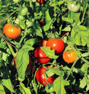 Manitoba domates tohumu saksılık iri boy geleneksel manitoba tomato
