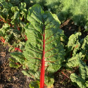 Kırmızı saplı pazı tohumu rhubarb supreme