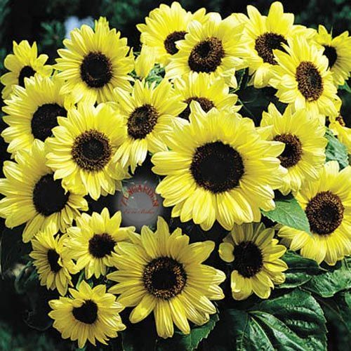 Valentine ayçiçeği tohumu sevgililer günü helianthus annuus