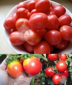 Sıcağa dayanıklı domates tohumu geleneksel porter tomato