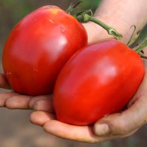 Salçalık domates tohumu geleneksel amish paste tomato