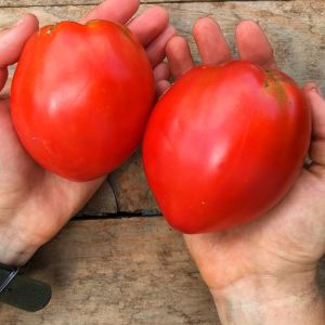 Salçalık domates tohumu geleneksel amish paste tomato