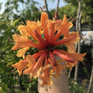 Somon turuncu çiçekli tekomarya fidanı tecomaria capensis