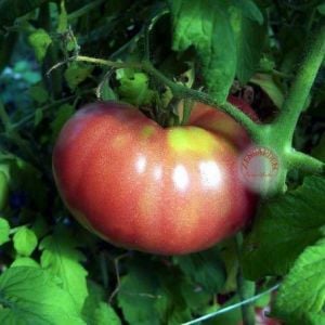 Gerçek pembe domates tohumu geleneksel pink delight tomato