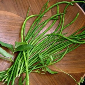 Kuşkonmaz fasulyesi tohumu asparagus bean