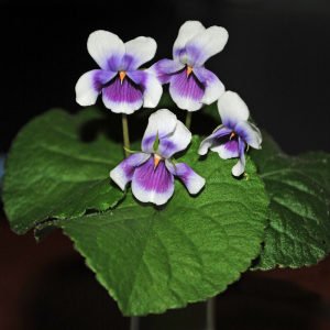 Yayılıcı yer menekşesi fidesi viola hederacea