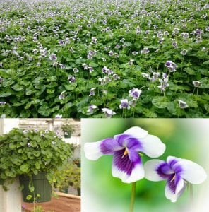 Yayılıcı yer menekşesi fidesi viola hederacea