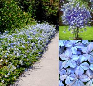 Mavi yasemin fidanı plumbago capensis