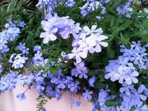 Mavi yasemin fidanı plumbago capensis