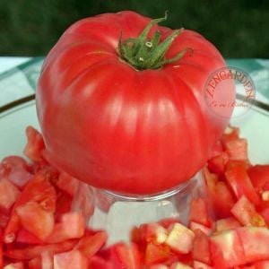 Soldacki domates tohumu geleneksel polland soldacki tomato