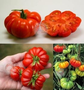 Akordiyon domatesi tohumu italyan costoluto fiorentino tomato